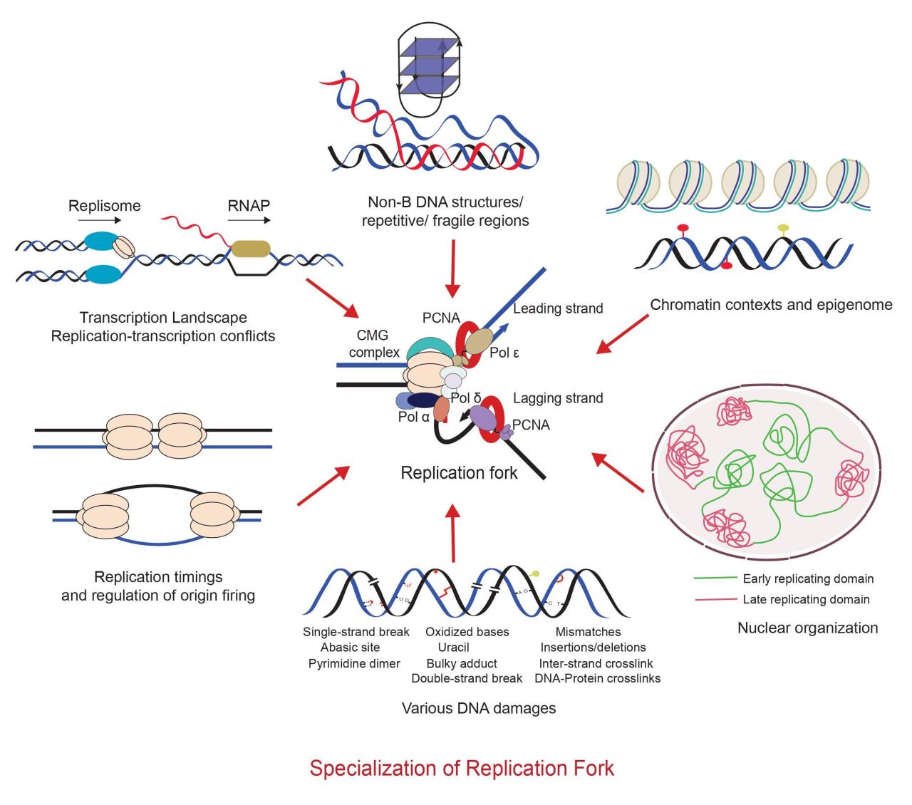 Laboratory of DNA Replication & Genome Maintenance