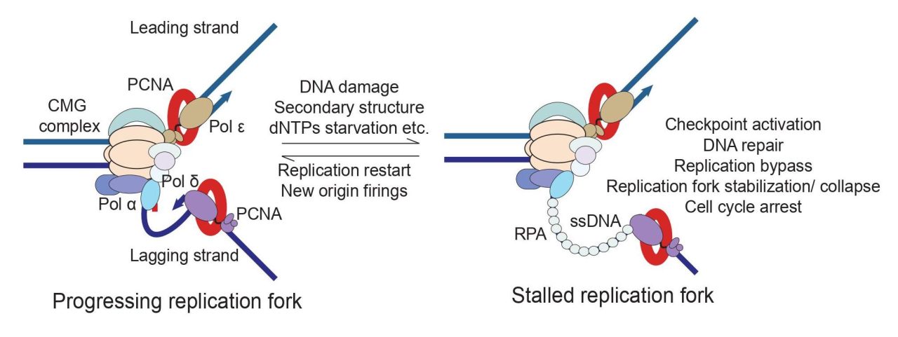 phd dissertation replication